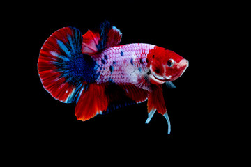 Betta fish Fight in the aquarium