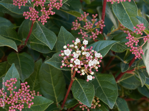 Viburnum Tinus Cymes De Bourgeons Rose Rouge Et Petites