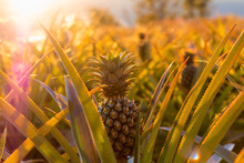 Pineapple Tropical Fruit Growing In Garden At Sunset Time.