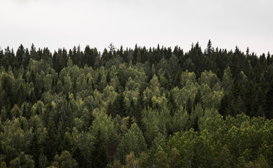 Beautiful taiga forest in summer. 