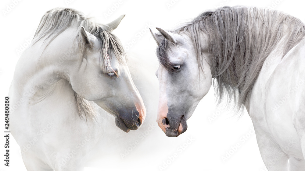 Obraz na płótnie Two grey horse couple portrait on white. High key image w salonie