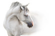 Grey andalusian horse with long mane close up portrait on white background. High key image