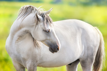 Wall Mural - White horse portrait with green meadow and trees behind