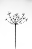 Fototapeta Dmuchawce - Frosted Cow Parsley Seed Heads