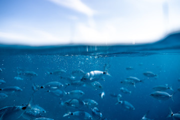 ringel bream under water, under water photography of ocean fish in croatia, fish swarm close up phot