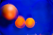 orange and yellow circles on blue water