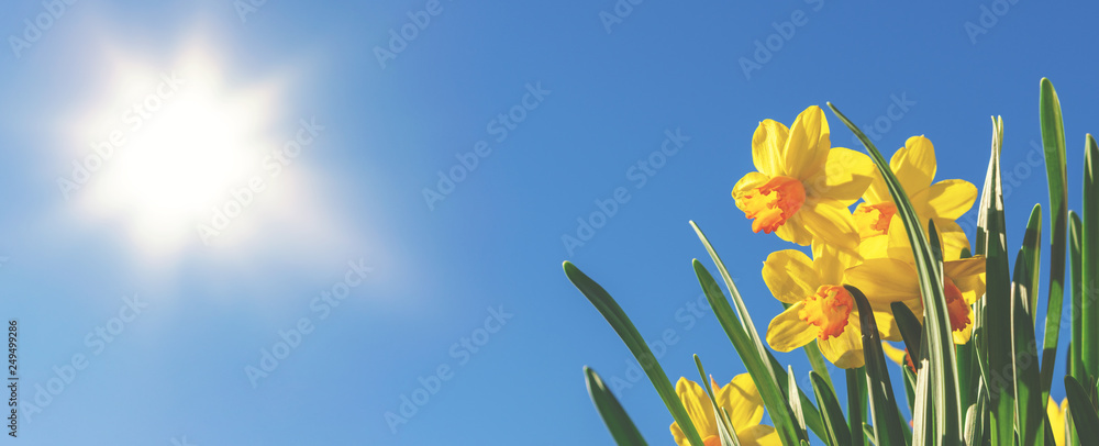 Frühlingsbanner oder Hintergrund: gelbe Narzissen vor blauem Himmel und strahlender Sonne - obrazy, fototapety, plakaty 