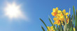 canvas print picture - Frühlingsbanner oder Hintergrund: gelbe Narzissen vor blauem Himmel und strahlender Sonne