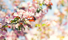 Springtime Garden Landscape. Apple Tree Branch Pink Petals Blossoming, Sunny Floral Background. Soft Focus Spring Season Template
