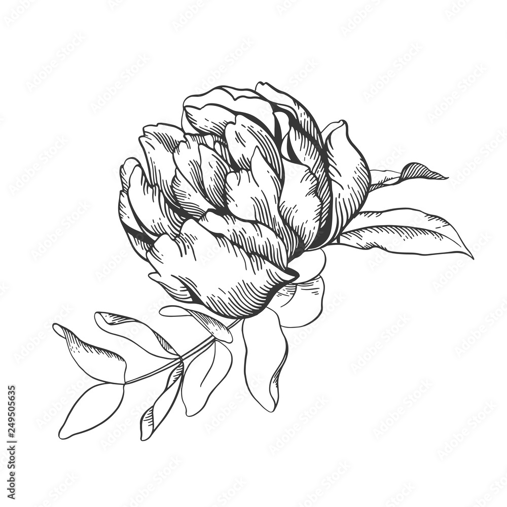 Black and white vector line sketch illustration, bouquet of peony ...