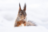 squirrel snow winter