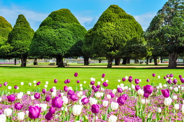 Wall Mural - Spring tulips in Hampton court garden, London, UK