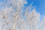 Fototapeta Na sufit - Frozen branches on a tree against a blue sky