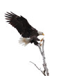 Wings and claws spread wide open, a bald eagle is laser focused on landing at the top of a birch tree. White background