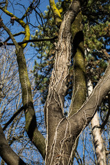 Tree with parasite climbing plant around its bark. It reminds the veins of the human forearm.