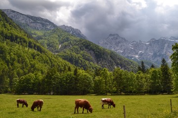 Logar valley