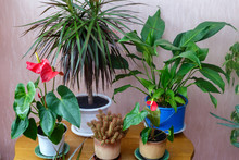 A Variety Of Potted Plants In The House.