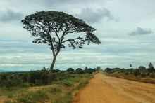 Umbrella Thorn Acacia - The Classic Picture Of The African Savannah