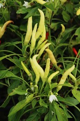 Canvas Print - Fresh chilli on tree in the garden