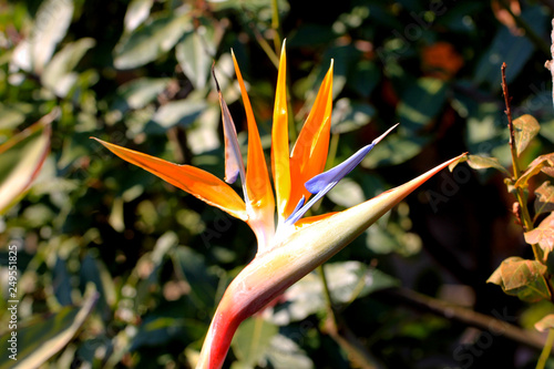 Fleur Strelitzia Oiseau Du Paradis Orange Plante Exotique