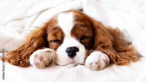 Cuadros en Lienzo Cavalier King Charles Spaniel Welpe schläft