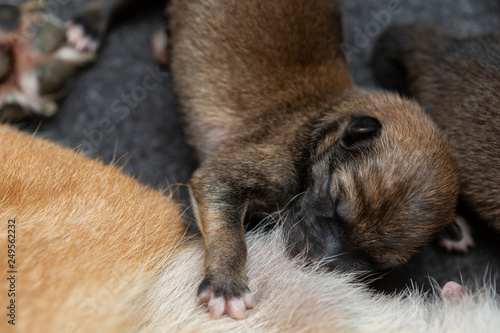 Close Up Of A Newborn Shiba Inu Puppy Japanese Shiba Inu
