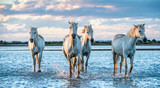 Fototapeta Łazienka - White Camargue Horses galloping on the water.
