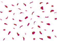 Valentine's Day Background Or Cards Made Of Rose Petals. In The Background Are Blurred Rose Petals