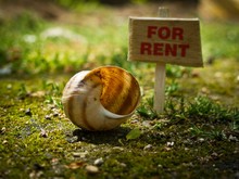 Home For Rent - Empty Snail Shell