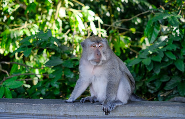 Wall Mural - Monkeys in Alas Kedaton Monkey Forest, Bali, Indonesia