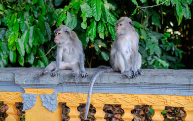 Wall Mural - Monkeys in Alas Kedaton Monkey Forest, Bali, Indonesia 