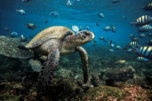 Green Sea Turtle And Sergeant Major Fish, Galapagos Islands