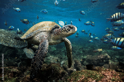 Fotomural Green sea turtle and sergeant major fish, Galapagos Islands