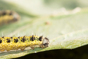 Wall Mural - Yellow and green caterpillar on a green cabbage leaf