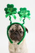 Cute pug puppy wearing a green shamrock kiss me hat