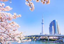 Tokyo Spring Riverside Landscape In Japan