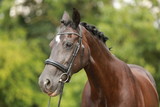 Fototapeta Konie - horse portrait