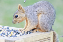 Fox Squirrel Eating Feeds Backyard Feeder Home Outside