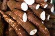 Colombian Yuca Root, fresh harvested raw Yuca Root, or Cassava Root in a farmers produce market in Colombia, South America