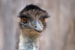 A close up of an Australian emu