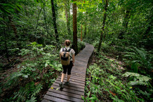 Young Caucasian Backpacker, Hiking Through Rainforest On Wooden Walkway In Mulu National Park, Borneo Malaysia