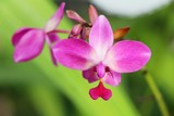 Fototapeta  - Orchid flower at beautiful in the nature