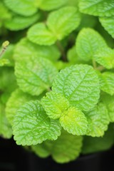 Pepper mint leaves in garden with nature