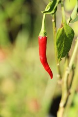 Wall Mural - Fresh chilli on tree in the garden