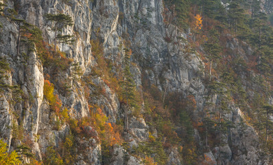 Autumn landscape in limestone mountains, with beautiful foliage, mist and black pine trees hanging on rocks