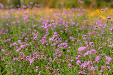  field of purple and yellow flowers