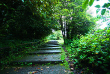 Beautiful Concrete Stairway In The Rain Forest And Nature Trail In Doi Inthanon National Park Thailand