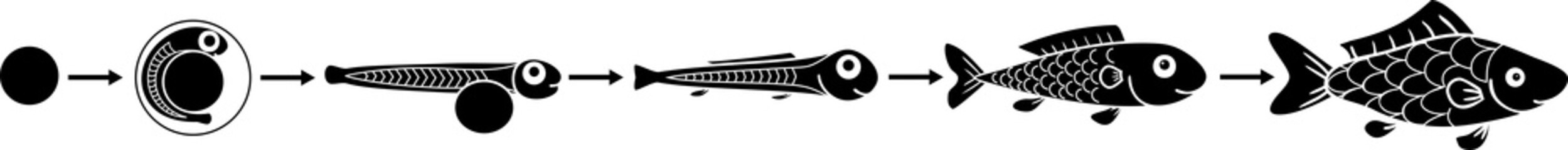 Sticker - Life cycle of fish. Sequence of stages of development of fish from egg (roe) to adult animal