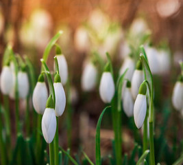  Galanthus, snow drop flower. First sign of spring during a vibrant sunset. 