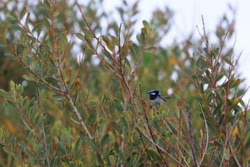 Wall Mural - fairy wren